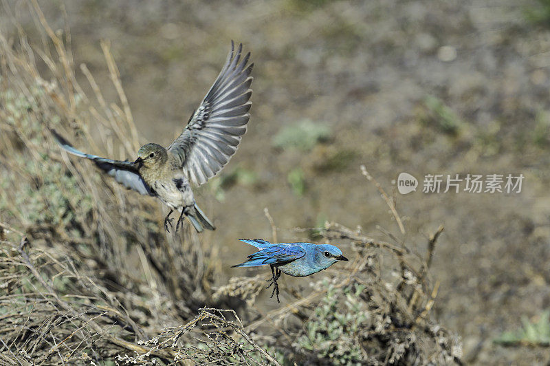 山蓝知更鸟(Sialia currucoides)是一种小型迁徙画眉，发现于北美西部山区。马勒尔国家野生动物保护区，俄勒冈州。雀形目,鸫科。男性。